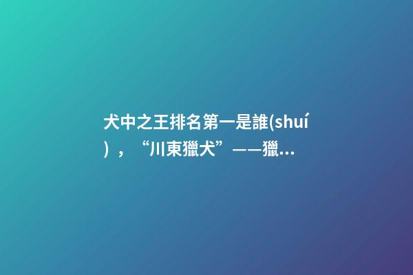 犬中之王排名第一是誰(shuí)，“川東獵犬”——獵犬之王